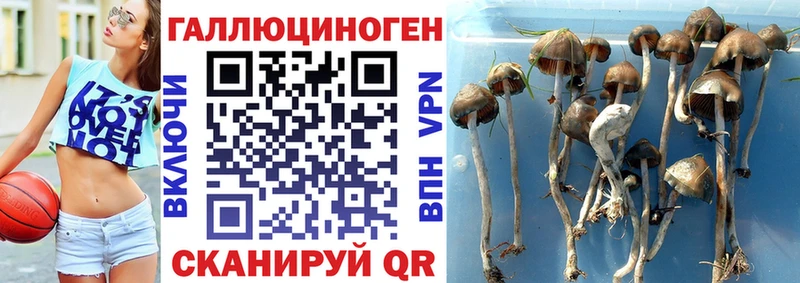 где найти   Назарово  Псилоцибиновые грибы MAGIC MUSHROOMS 